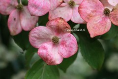 Cornus