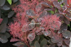 Cotinus