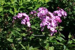Phlox paniculata 'Purple Eyes'
