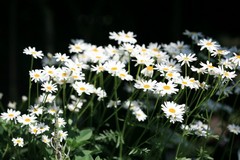 Tanacetum