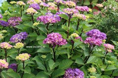 Hydrangea macrophylla 'Oregon Pride'