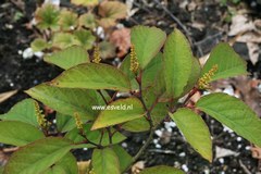 Sapium