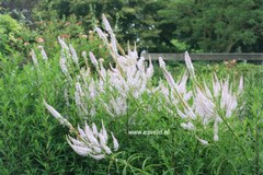 Veronicastrum