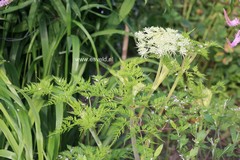 Selinum