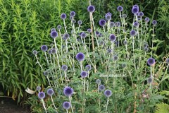 Echinops