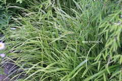 Carex