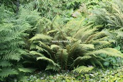 Polystichum