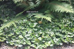 Asarum