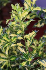 Ilex aquifolium 'Northern Lights'