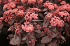 Sedum
