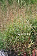 Spodiopogon