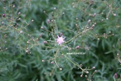 Serratula
