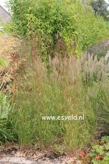 Schizachyrium