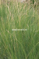Poa