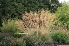 Stipa