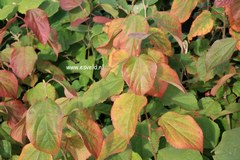 Poliothyrsis