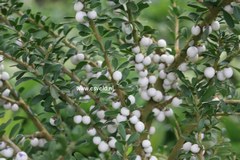 Hymenanthera
