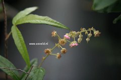 Rubus henryi bambusarum