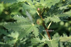 Ficus
