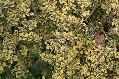 Azara microphylla 'Variegata'