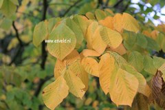 Cladrastis