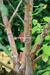 Betula albosinensis 'Ness'