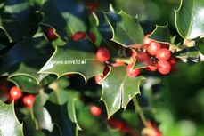Ilex aquipernyi 'Brilliant'