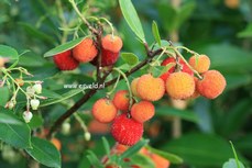 Arbutus