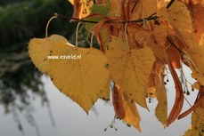 Tilia