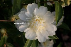 Camellia 'Snow Flurry'