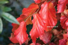 Parrotia