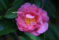 Camellia 'Winter's Joy'