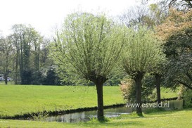 Salix