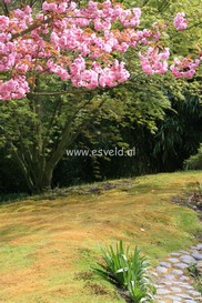 Sagina