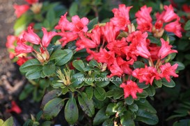 Rhododendron 'Bengal'
