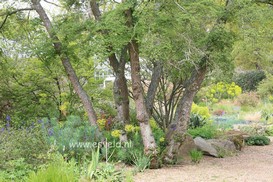 Nothofagus