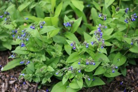 Pulmonaria