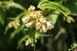 Dipelta