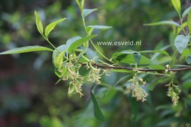 Oemleria