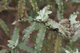 Olearia