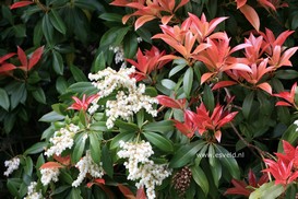 Pieris