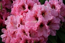 Rhododendron 'Ben Moseley'
