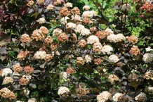 Physocarpus