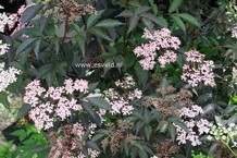 Sambucus
