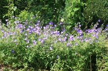 Geranium