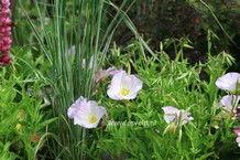 Oenothera