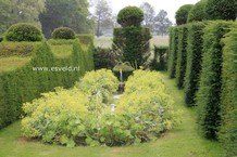 Taxus