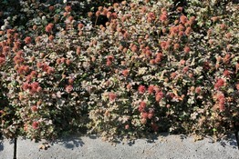 Acaena