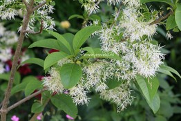 Chionanthus