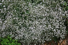 Gypsophila